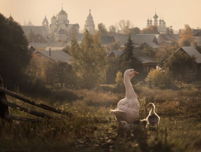 Живность из сети