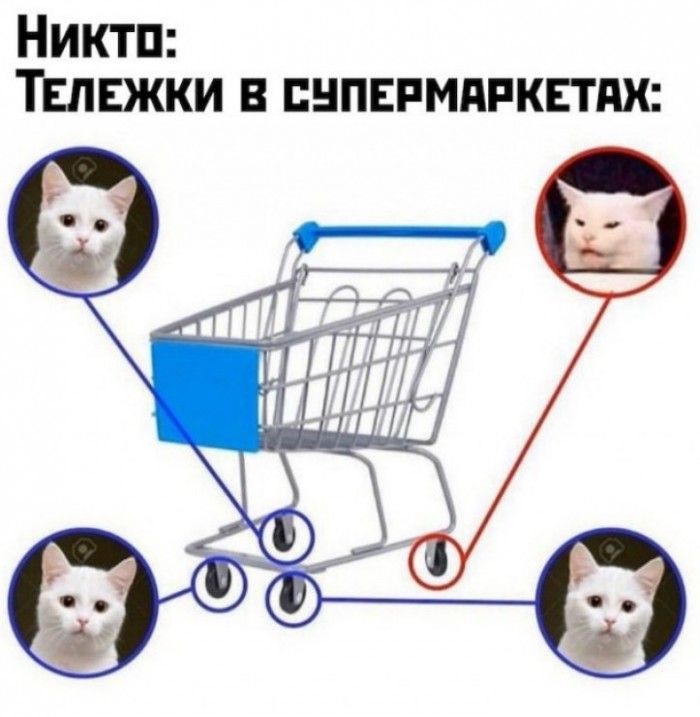 Мем: Две женщины орут на озадаченного кота за столом