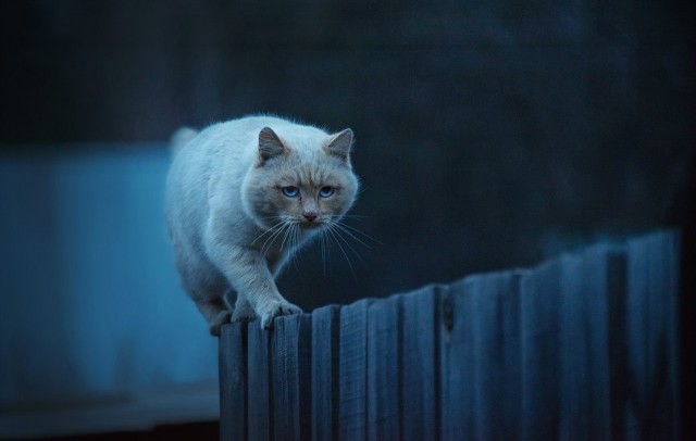 Задорные заборные котэ