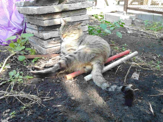 Моя красотка