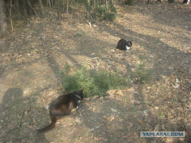 Жизнь домашнего приюта для котеек 335