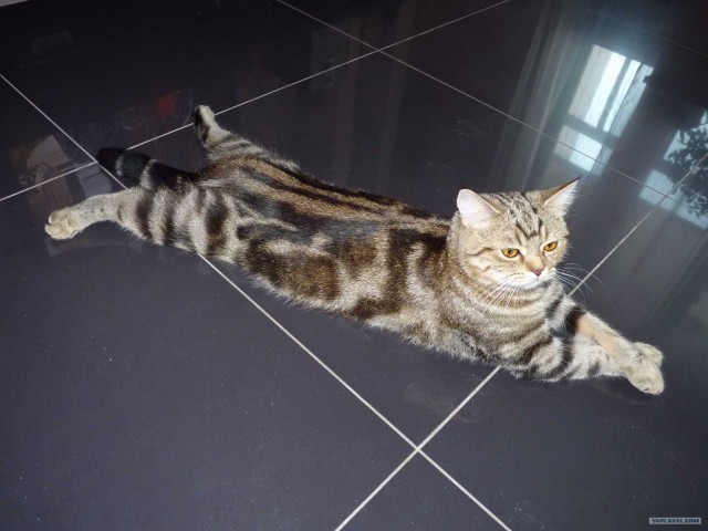 Кошачий  балет