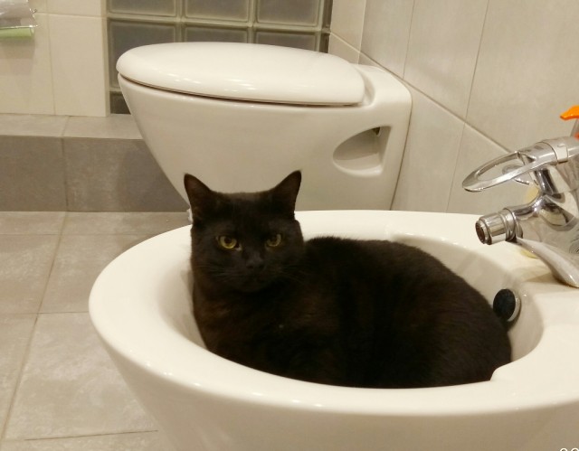 Котовторник же!