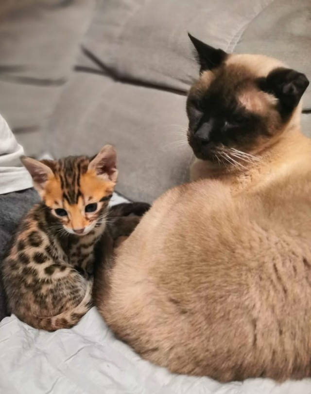 Вторник. Котэ. Пора