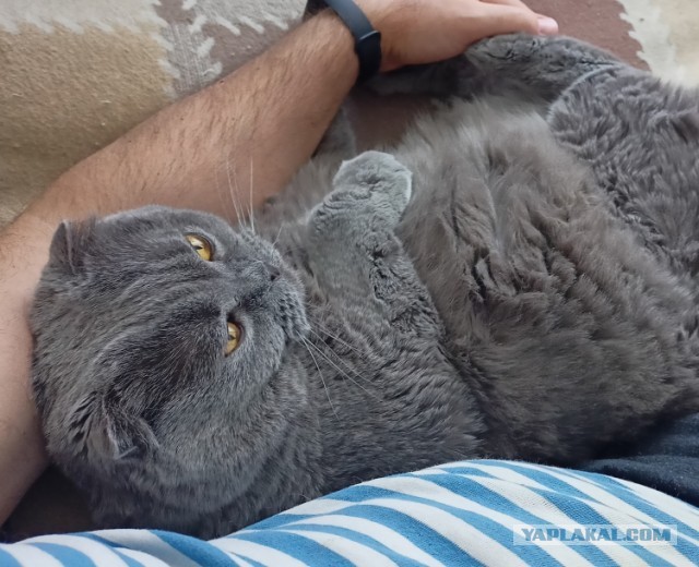 Ну, поехали в котоввторник!