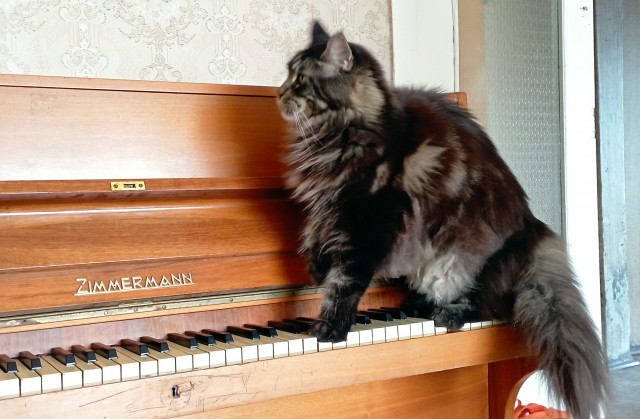 Котовторнику быть
