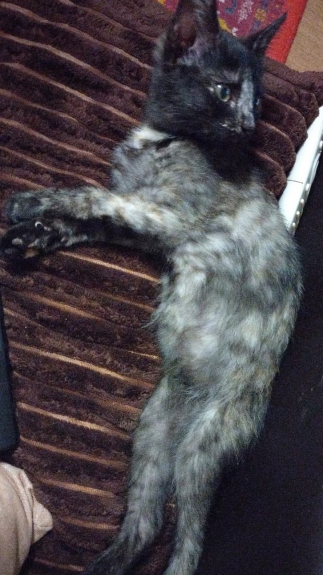Алиса к котовторнику!