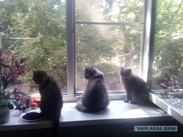 К нам пришел косоглазый кот
