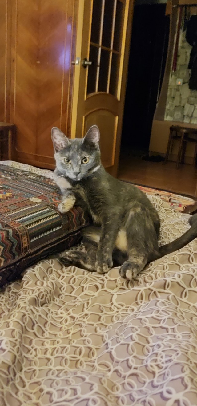 Котовторник 1.11.22
