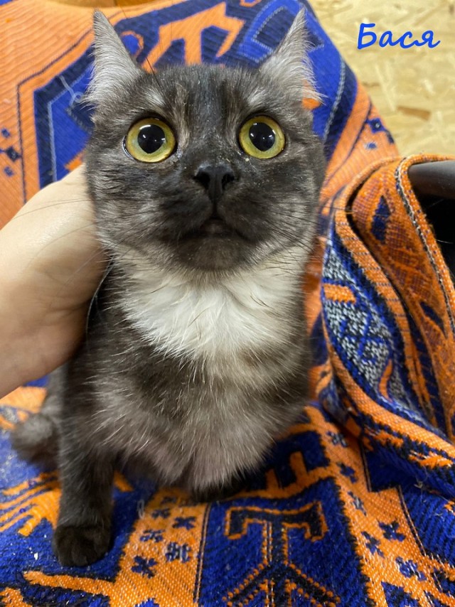 Жизнь домашнего приюта "Котоленд" 363