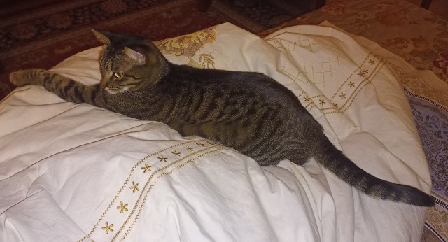 Котодракула