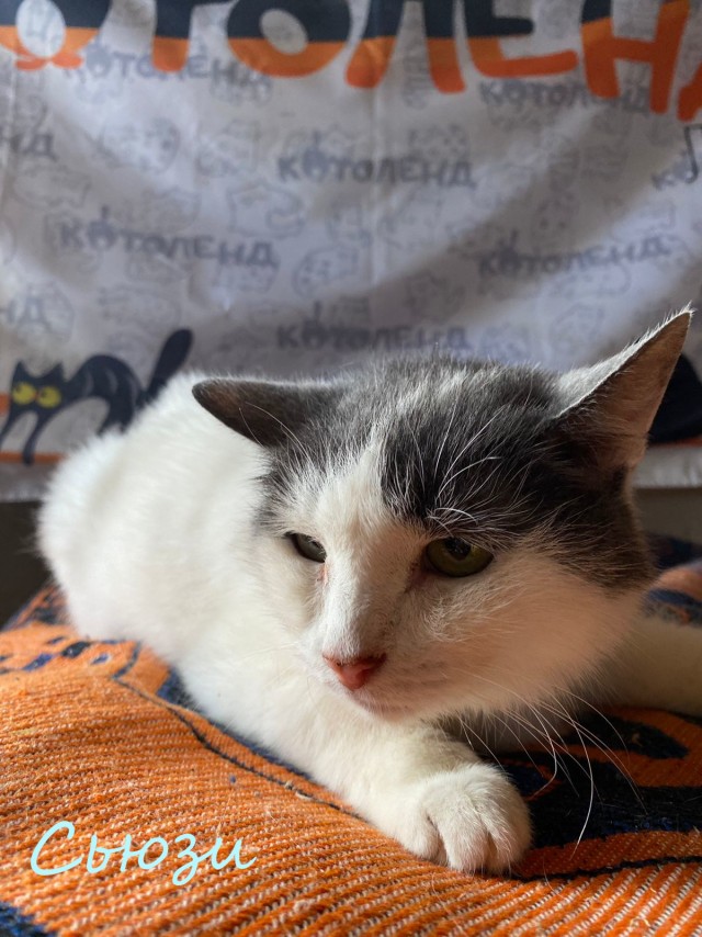 Жизнь домашнего приюта "Котоленд" 374