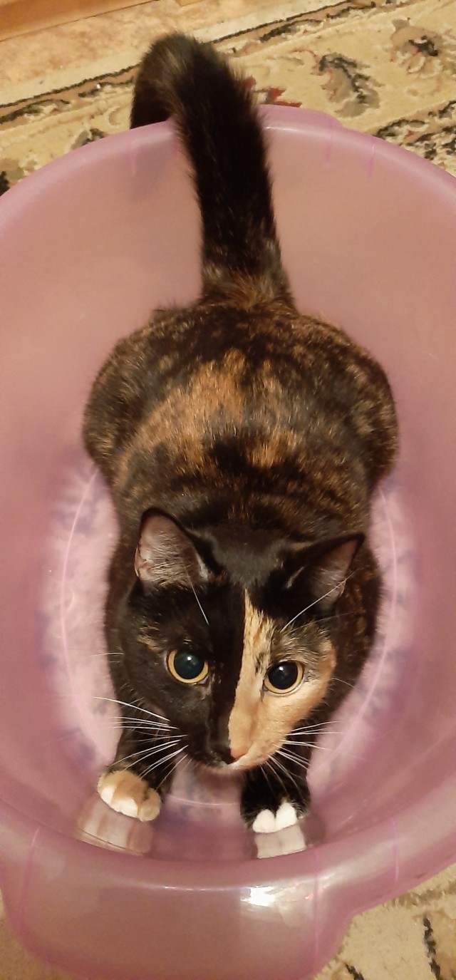 Я опять кота нашёл