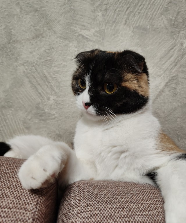 Котовторнику посвящается. Счастья привалило