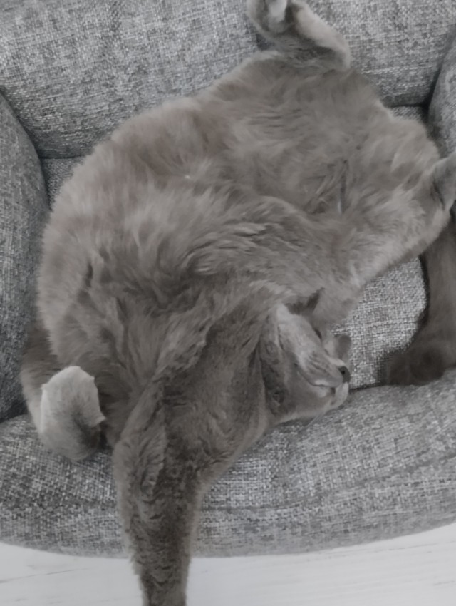 Начинаем котофторник?