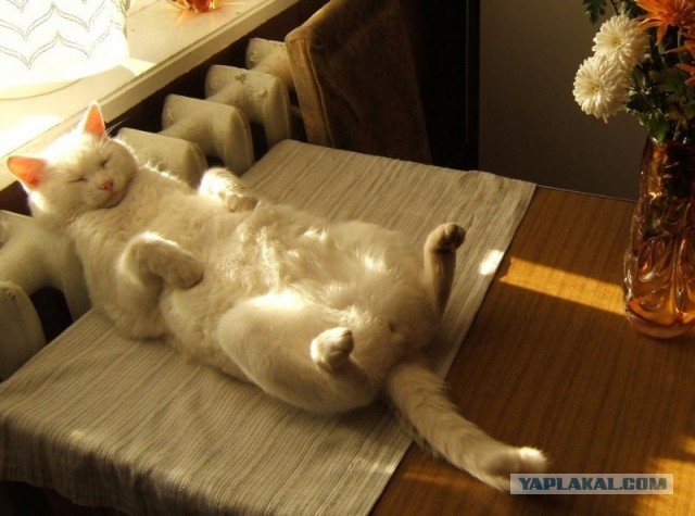 К котовторнику