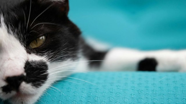Кошки думают, что мы тоже кошки. Вот 6 доказательств