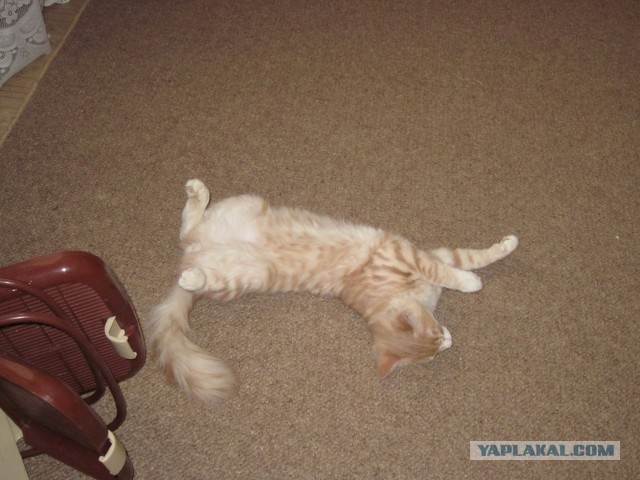 Почистил телефон