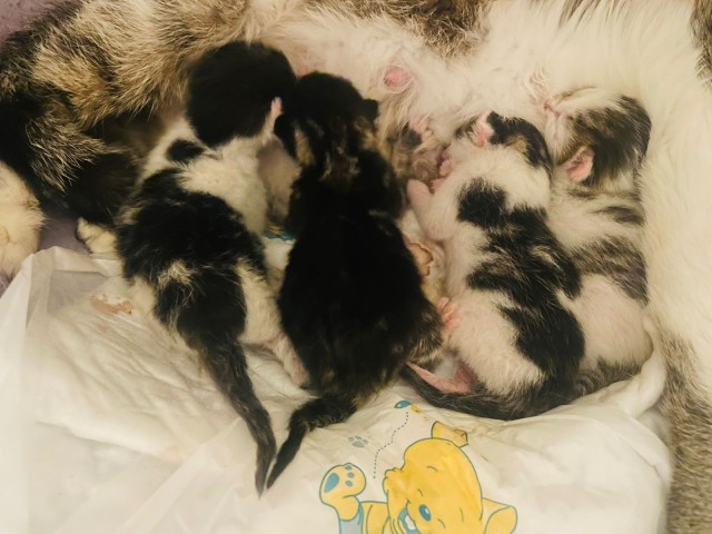 А у нас сегодня кошка