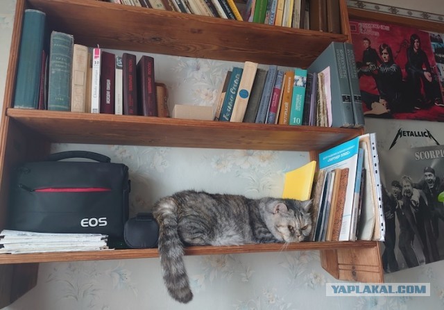Первый Котовторник 2024