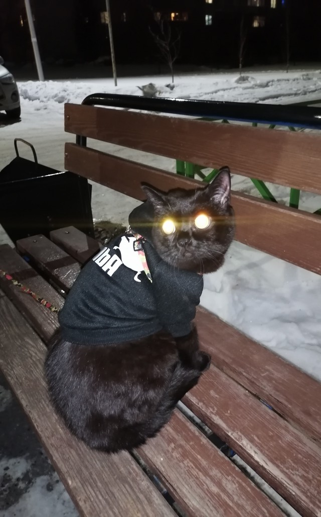 Все собаки дураки!