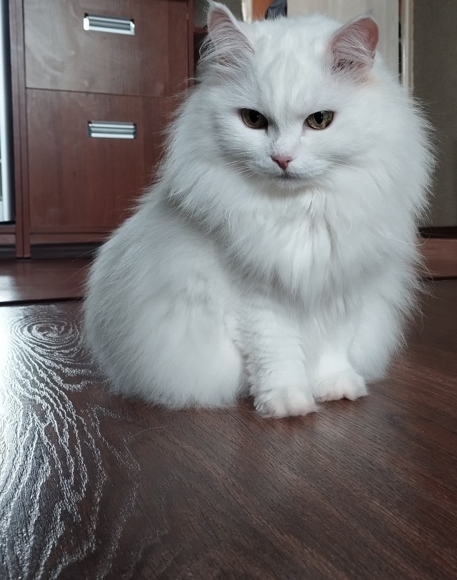 Котовторник