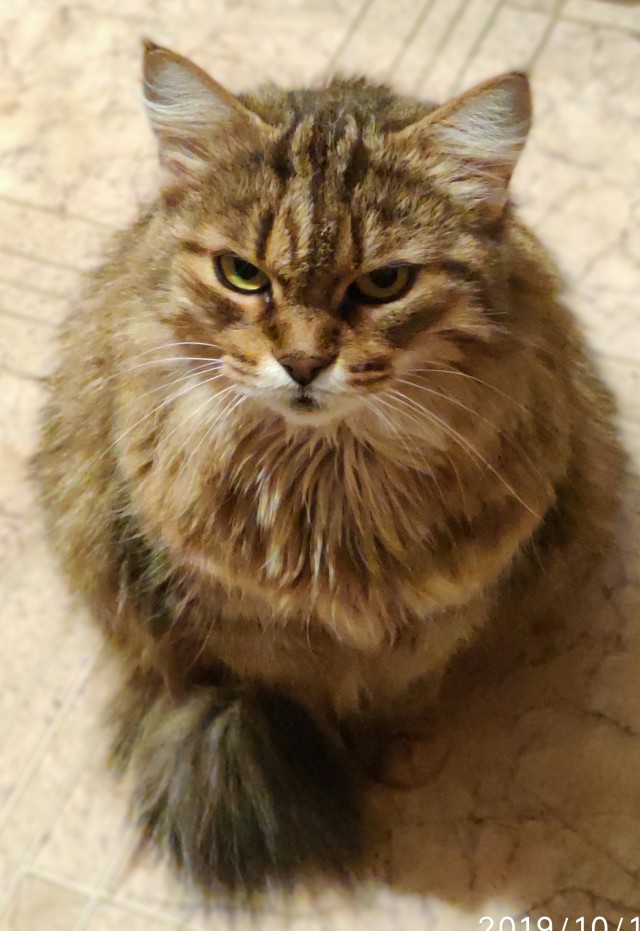 Подкидыш к котовторнику