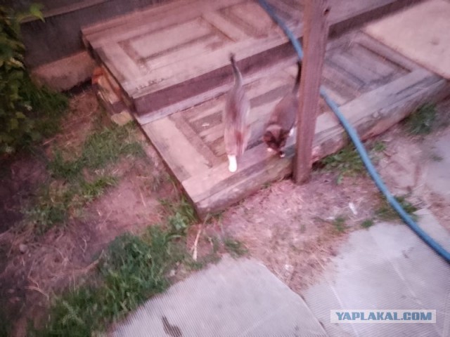 Жизнь домашнего приюта для котеек 503