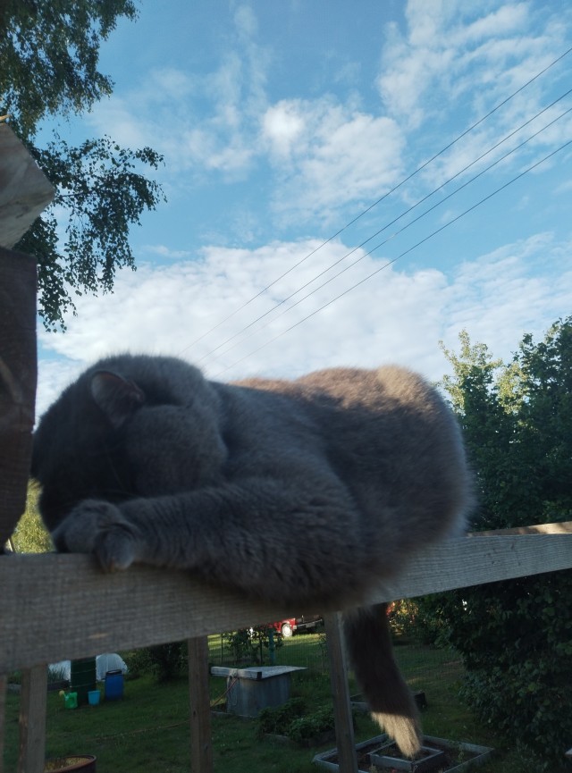 Котовторник. Мой котан