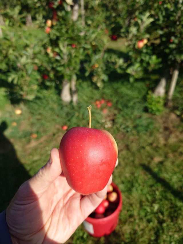 Яблоки. В ФРГ