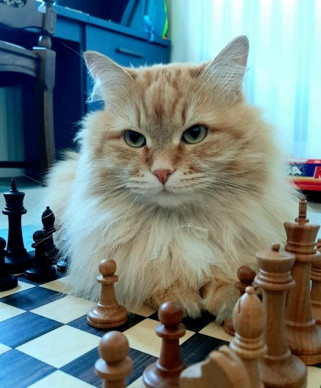 Принимайте в клуб! Котовторник же