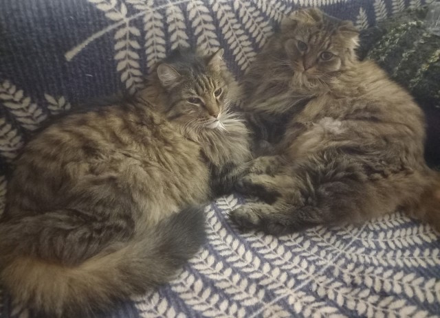 Котовторник в картинках