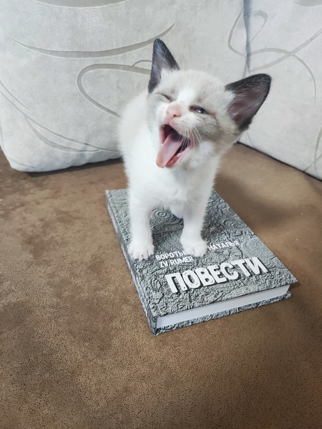 Тёплое, лаповое к котовторнику.