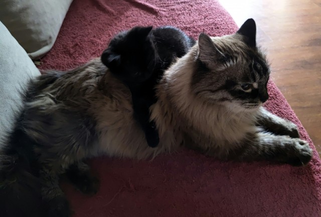 Котовторник.