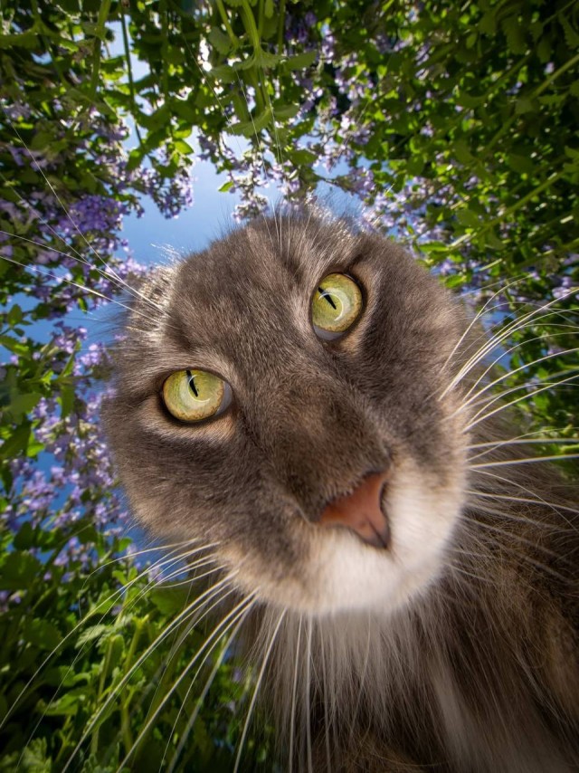 Что видит мышь