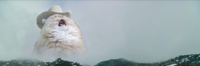 Коты и коробки