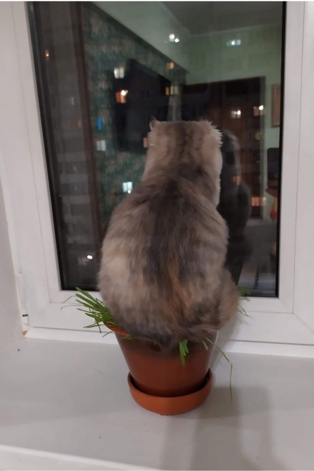 Кот