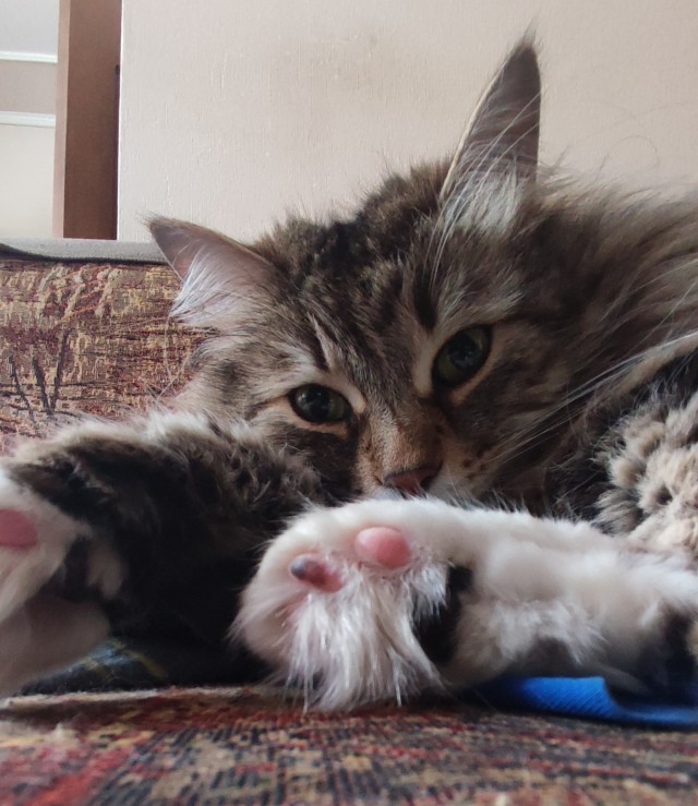 МоеЭ Котэ