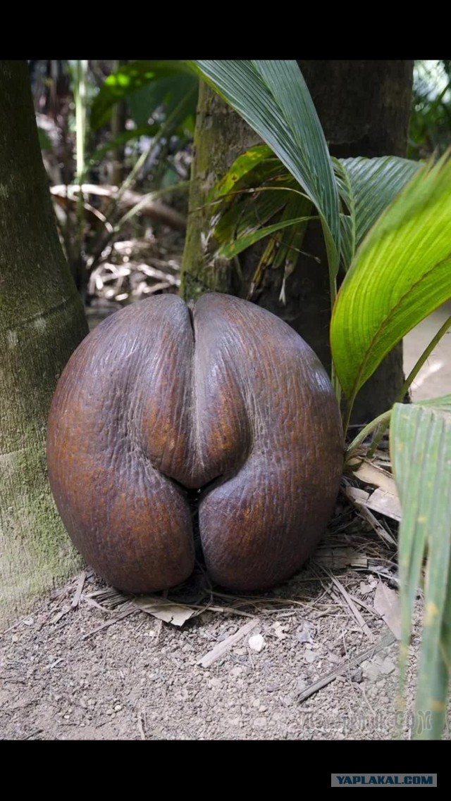 Кто разбирается в цветах?