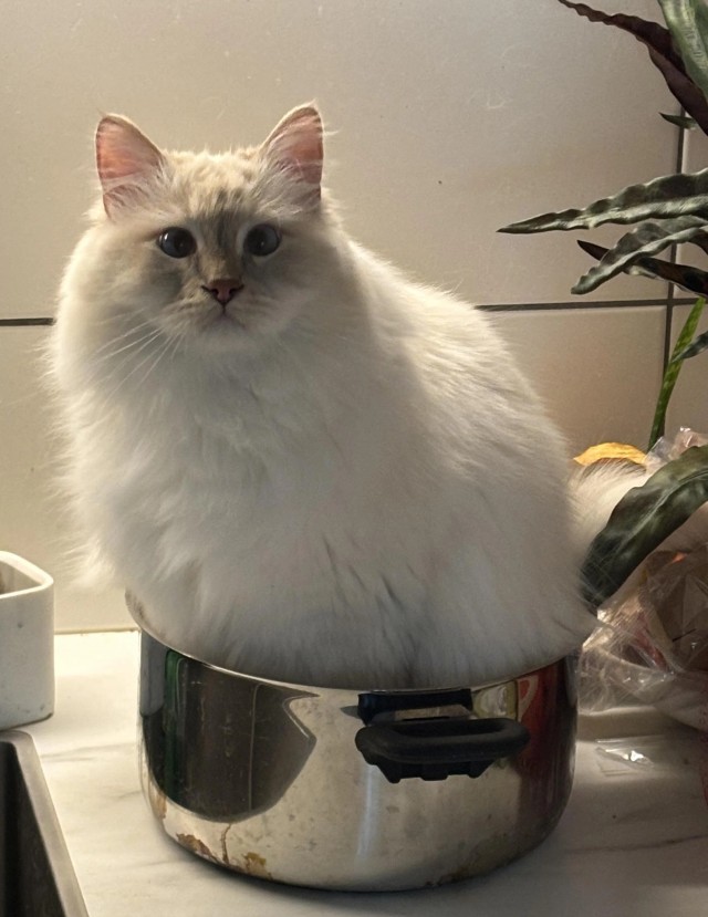 Сегодня суп с котом