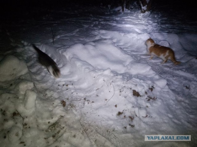 Жизнь домашнего приюта для котеек 569
