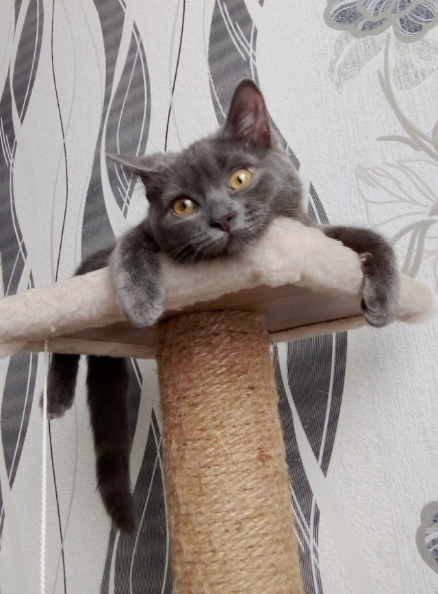 Котовторник. Зифи