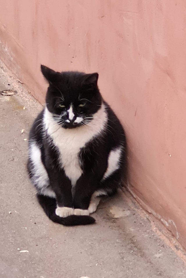 Ищу фото кота
