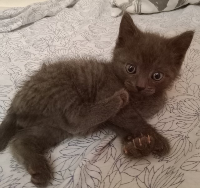 Кот в котовторник