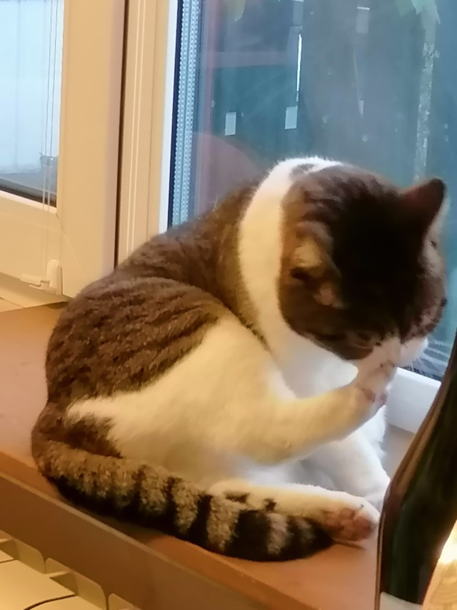 Котовторник