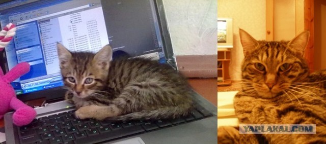 Коты и время