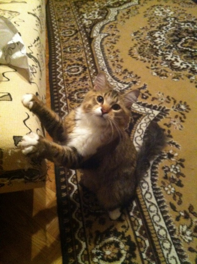 Котовторник 03.09.2013