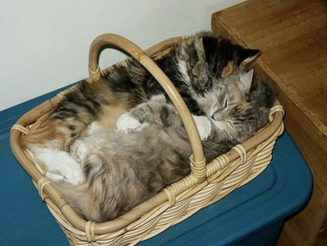 Мне два ведра кошек, пожалуйста...