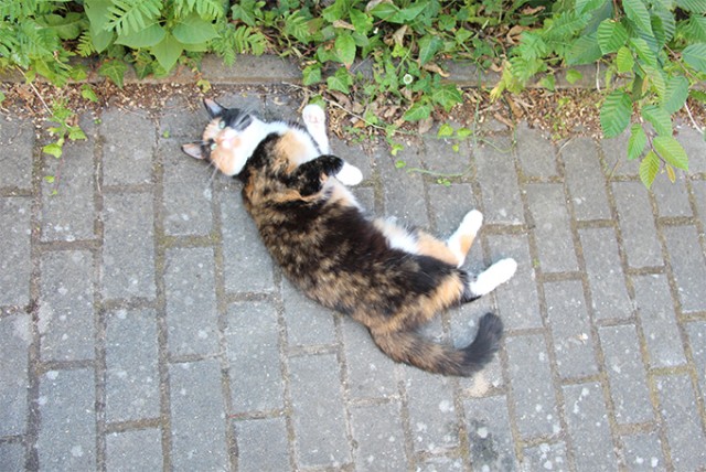 Котейка, который не знает как лежат котейки