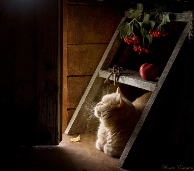 Котовторник 25.02.2014
